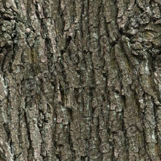 Seamless Bark 0019